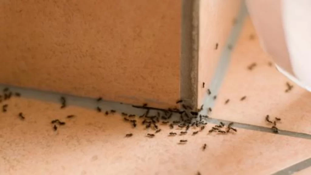 ant infestation in your home