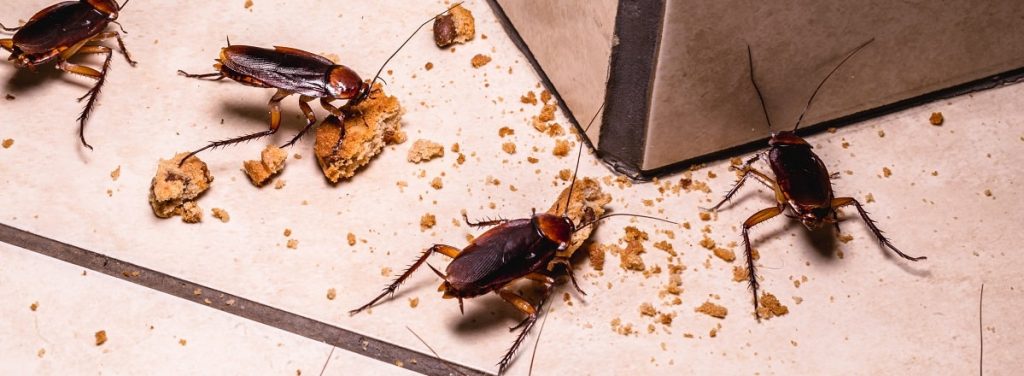 Removal Of Cockroaches
